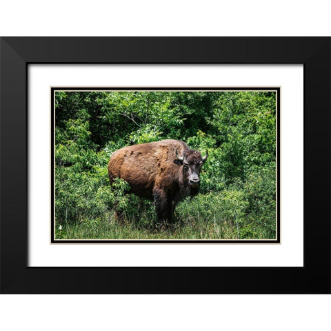 American Bison Black Modern Wood Framed Art Print with Double Matting by Highsmith, Carol