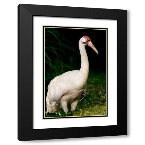 Whooping Crane Black Modern Wood Framed Art Print with Double Matting by Smithsonian Institution