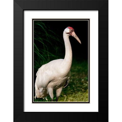 Whooping Crane Black Modern Wood Framed Art Print with Double Matting by Smithsonian Institution