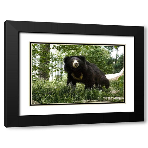 Sloth Bear Black Modern Wood Framed Art Print with Double Matting by Murphy, Mehgan
