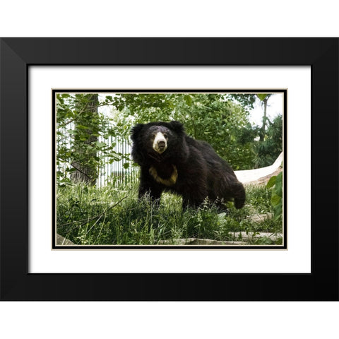 Sloth Bear Black Modern Wood Framed Art Print with Double Matting by Murphy, Mehgan