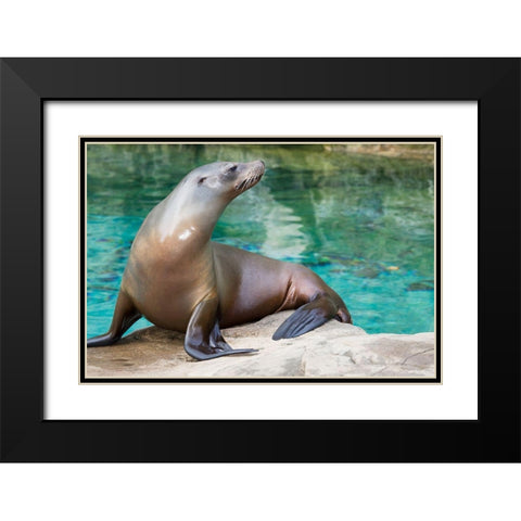 California Sea Lion  Black Modern Wood Framed Art Print with Double Matting by Murphy, Mehgan