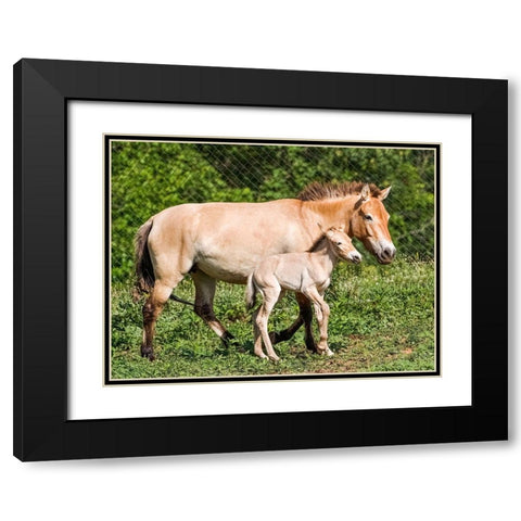 Horse Black Modern Wood Framed Art Print with Double Matting by Cohen, Jessie