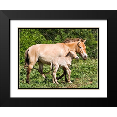 Horse Black Modern Wood Framed Art Print with Double Matting by Cohen, Jessie