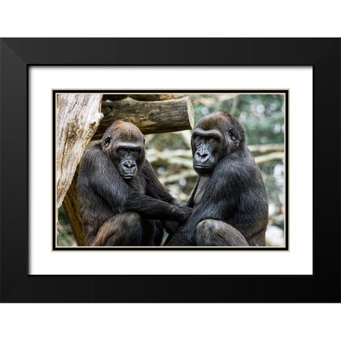 Lowland Gorilla  Black Modern Wood Framed Art Print with Double Matting by Murphy, Mehgan