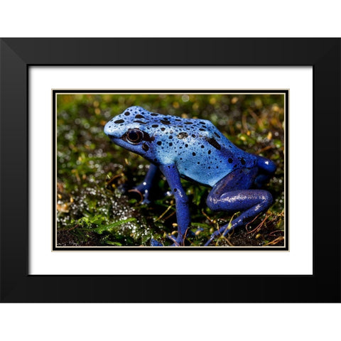 Blue Poison Frog Black Modern Wood Framed Art Print with Double Matting by Smithsonian Institution