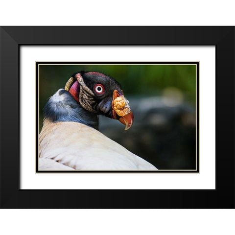 King Vulture Black Modern Wood Framed Art Print with Double Matting by Animal Photography