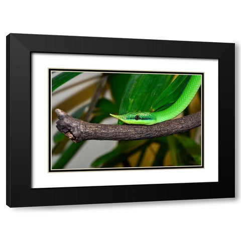 Rhinoceros Snake II Black Modern Wood Framed Art Print with Double Matting by Smithsonian Institution