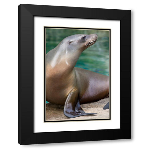 California Sea Lion  Black Modern Wood Framed Art Print with Double Matting by Murphy, Mehgan