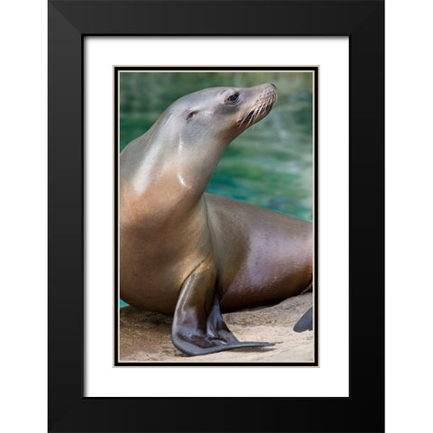 California Sea Lion  Black Modern Wood Framed Art Print with Double Matting by Murphy, Mehgan