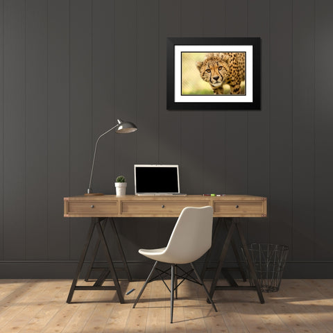Cheetah Black Modern Wood Framed Art Print with Double Matting by Gregorio, Ronda