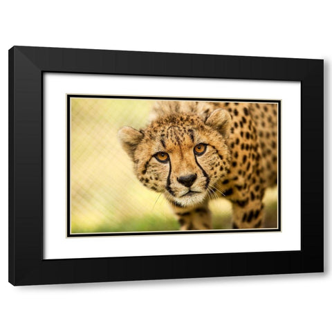 Cheetah Black Modern Wood Framed Art Print with Double Matting by Gregorio, Ronda
