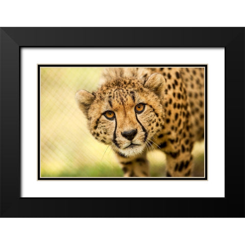 Cheetah Black Modern Wood Framed Art Print with Double Matting by Gregorio, Ronda