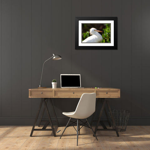 Snowy Egret Black Modern Wood Framed Art Print with Double Matting by NASA