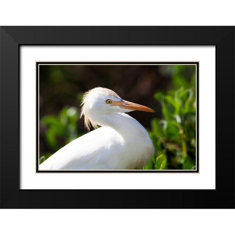 Snowy Egret Black Modern Wood Framed Art Print with Double Matting by NASA