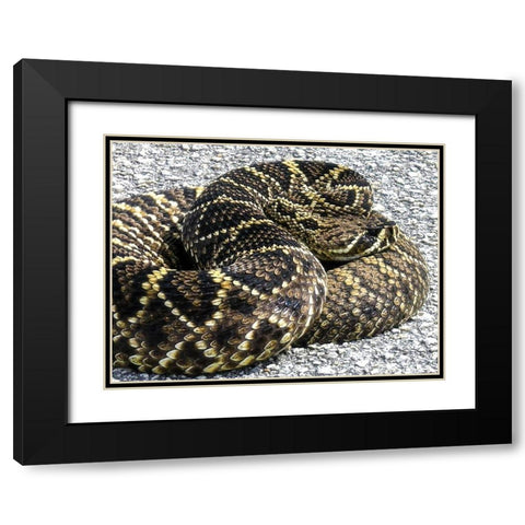 Snake Black Modern Wood Framed Art Print with Double Matting by NASA