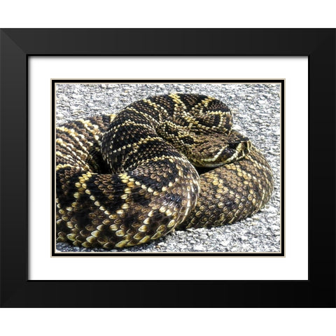 Snake Black Modern Wood Framed Art Print with Double Matting by NASA