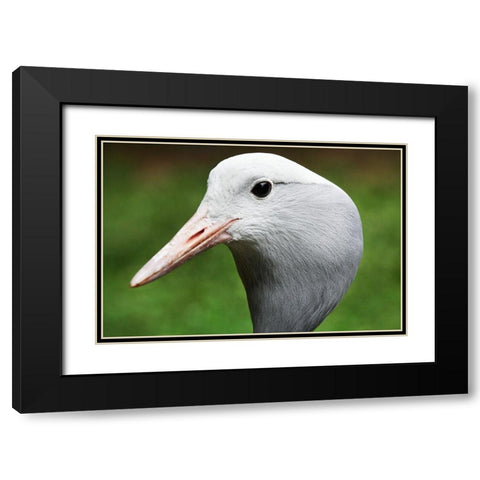 Stanley Crane Black Modern Wood Framed Art Print with Double Matting by Smithsonian Institution