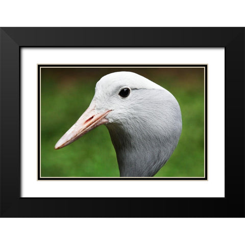 Stanley Crane Black Modern Wood Framed Art Print with Double Matting by Smithsonian Institution