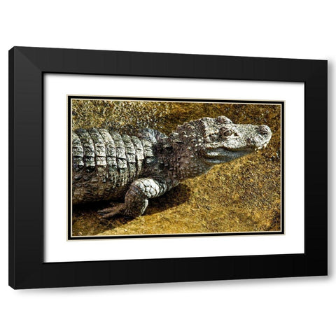 Chinese Alligator Black Modern Wood Framed Art Print with Double Matting by Smithsonian Institution