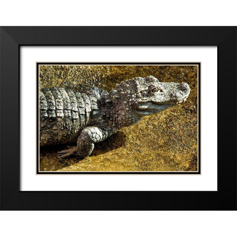 Chinese Alligator Black Modern Wood Framed Art Print with Double Matting by Smithsonian Institution