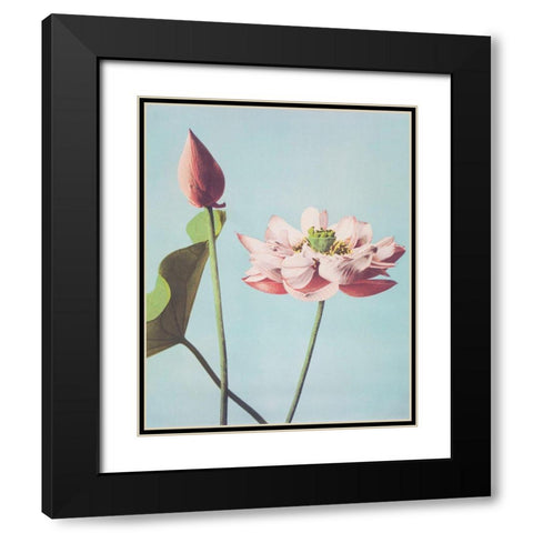 Lotus Flowers Black Modern Wood Framed Art Print with Double Matting by Kazumasa, Ogawa