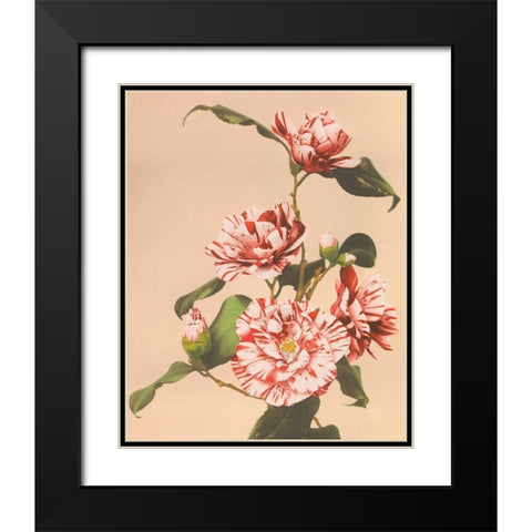 Striped Camellias Black Modern Wood Framed Art Print with Double Matting by Kazumasa, Ogawa