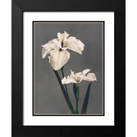 Iris Kaempferi II Black Modern Wood Framed Art Print with Double Matting by Kazumasa, Ogawa