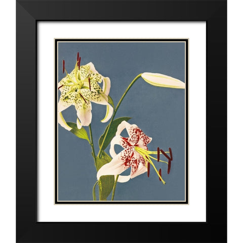 Lilies collotype from Japan Black Modern Wood Framed Art Print with Double Matting by Kazumasa, Ogawa