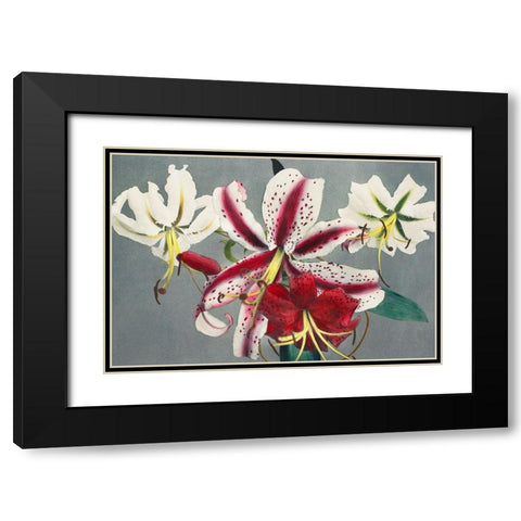 Lily X Black Modern Wood Framed Art Print with Double Matting by Kazumasa, Ogawa