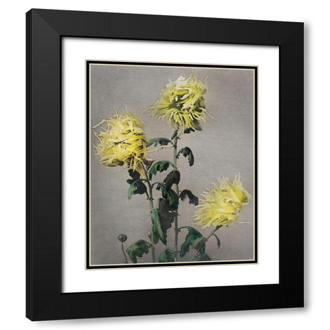 Ku Moi Sakura Black Modern Wood Framed Art Print with Double Matting by Kazumasa, Ogawa
