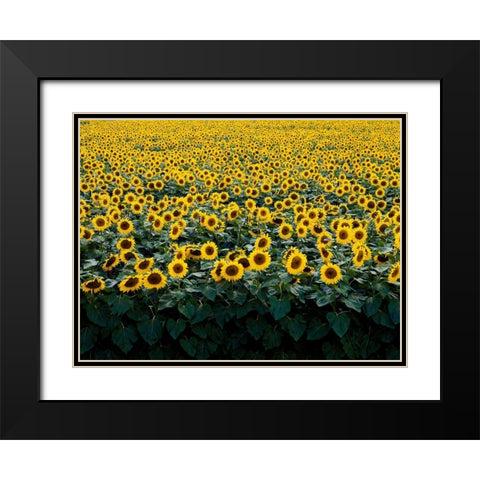 Sunflowers in a Wisconsin Field Black Modern Wood Framed Art Print with Double Matting by Highsmith, Carol