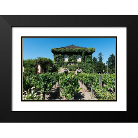 California Vineyards Black Modern Wood Framed Art Print with Double Matting by Highsmith, Carol