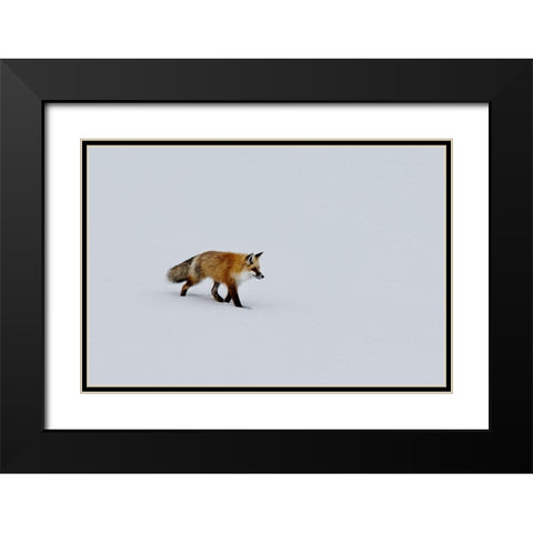 A red fox prowls for voles Black Modern Wood Framed Art Print with Double Matting by Highsmith, Carol