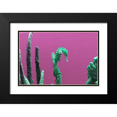 Seahorse at The Monterey Bay Aquarium in Monterey-California Black Modern Wood Framed Art Print with Double Matting by Highsmith, Carol