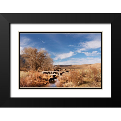Cattle grazing in a meadow-Bishop-Mono County-California Black Modern Wood Framed Art Print with Double Matting by Highsmith, Carol