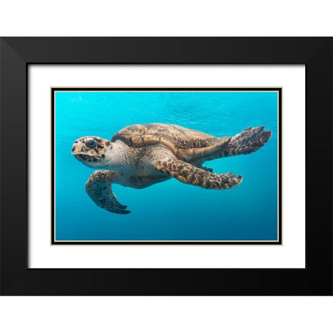 A Turtle at the Texas State Aquarium in Corpus Christi Black Modern Wood Framed Art Print with Double Matting by Highsmith, Carol