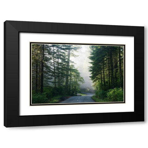 Lady Bird Johnson Grove in Northern California Black Modern Wood Framed Art Print with Double Matting by Highsmith, Carol