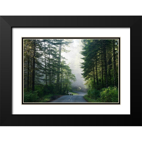 Lady Bird Johnson Grove in Northern California Black Modern Wood Framed Art Print with Double Matting by Highsmith, Carol