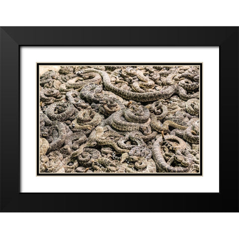 The Worlds Largest Rattlesnake Roundup in Sweetwater-Texas Black Modern Wood Framed Art Print with Double Matting by Highsmith, Carol
