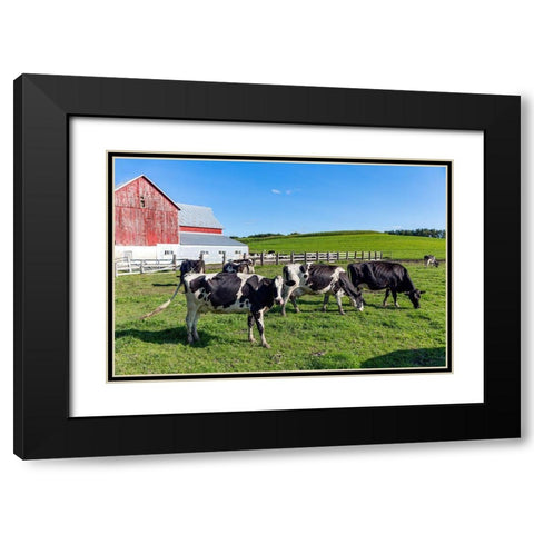 Holstein Dairy Cows at a Farm Black Modern Wood Framed Art Print with Double Matting by Highsmith, Carol