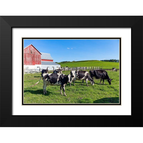Holstein Dairy Cows at a Farm Black Modern Wood Framed Art Print with Double Matting by Highsmith, Carol