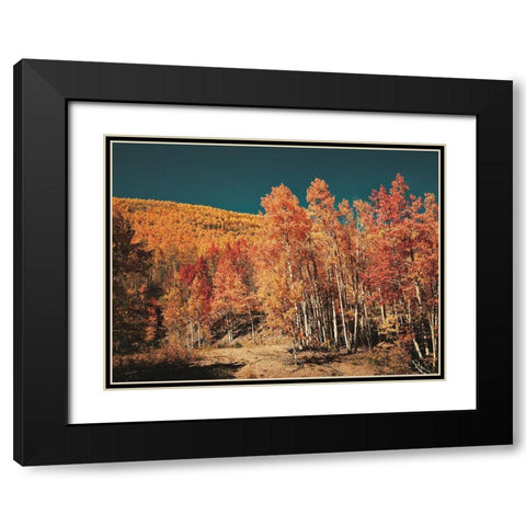 Fall Aspens in San Juan County-Colorado Black Modern Wood Framed Art Print with Double Matting by Highsmith, Carol