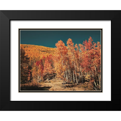 Fall Aspens in San Juan County-Colorado Black Modern Wood Framed Art Print with Double Matting by Highsmith, Carol