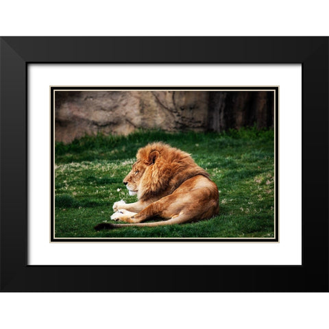 Lions at the Montgomery Zoo in Oak Park-Alabama Black Modern Wood Framed Art Print with Double Matting by Highsmith, Carol