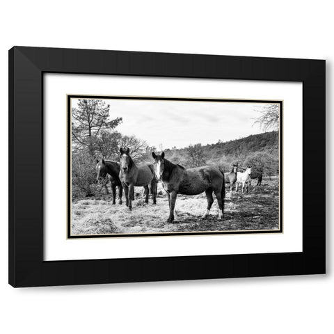 Curious Horses Red River County near Detroit-Texas Black Modern Wood Framed Art Print with Double Matting by Highsmith, Carol