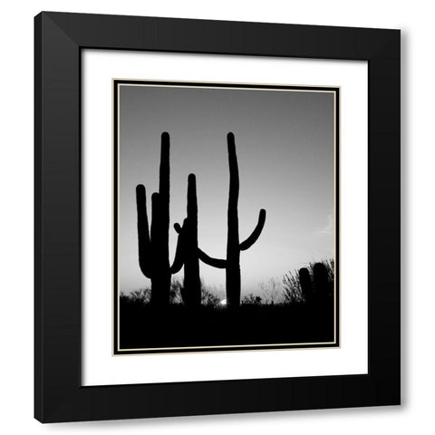 Saguaro Cactus near Tucson-Arizona Black Modern Wood Framed Art Print with Double Matting by Highsmith, Carol