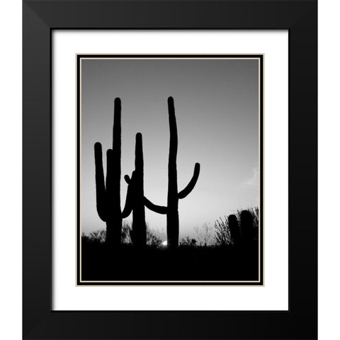 Saguaro Cactus near Tucson-Arizona Black Modern Wood Framed Art Print with Double Matting by Highsmith, Carol