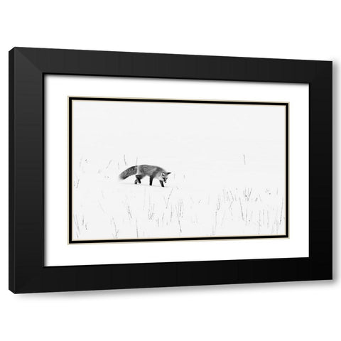 Red Fox-Yellowstone National Park Wyoming Black Modern Wood Framed Art Print with Double Matting by Highsmith, Carol