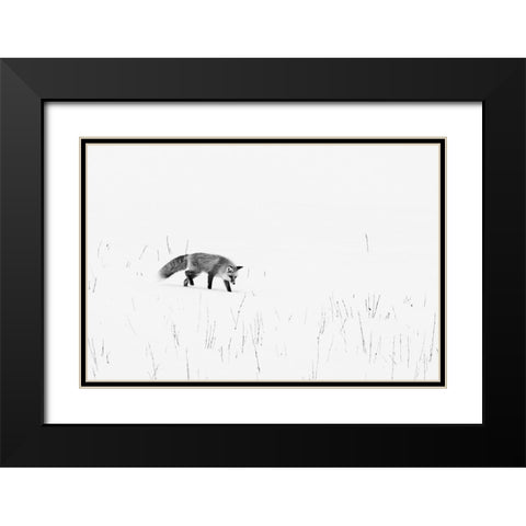 Red Fox-Yellowstone National Park Wyoming Black Modern Wood Framed Art Print with Double Matting by Highsmith, Carol